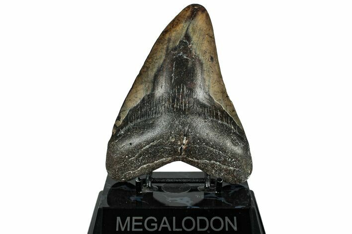 Fossil Megalodon Tooth - North Carolina #319899